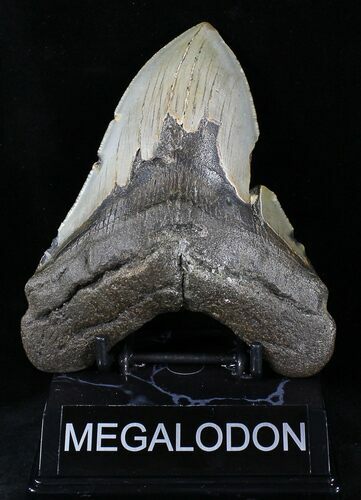 Bargain Megalodon Tooth - North Carolina #21654